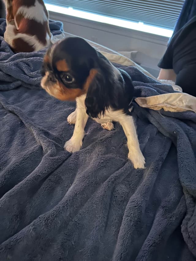 English Toy Spaniel Puppies media 7
