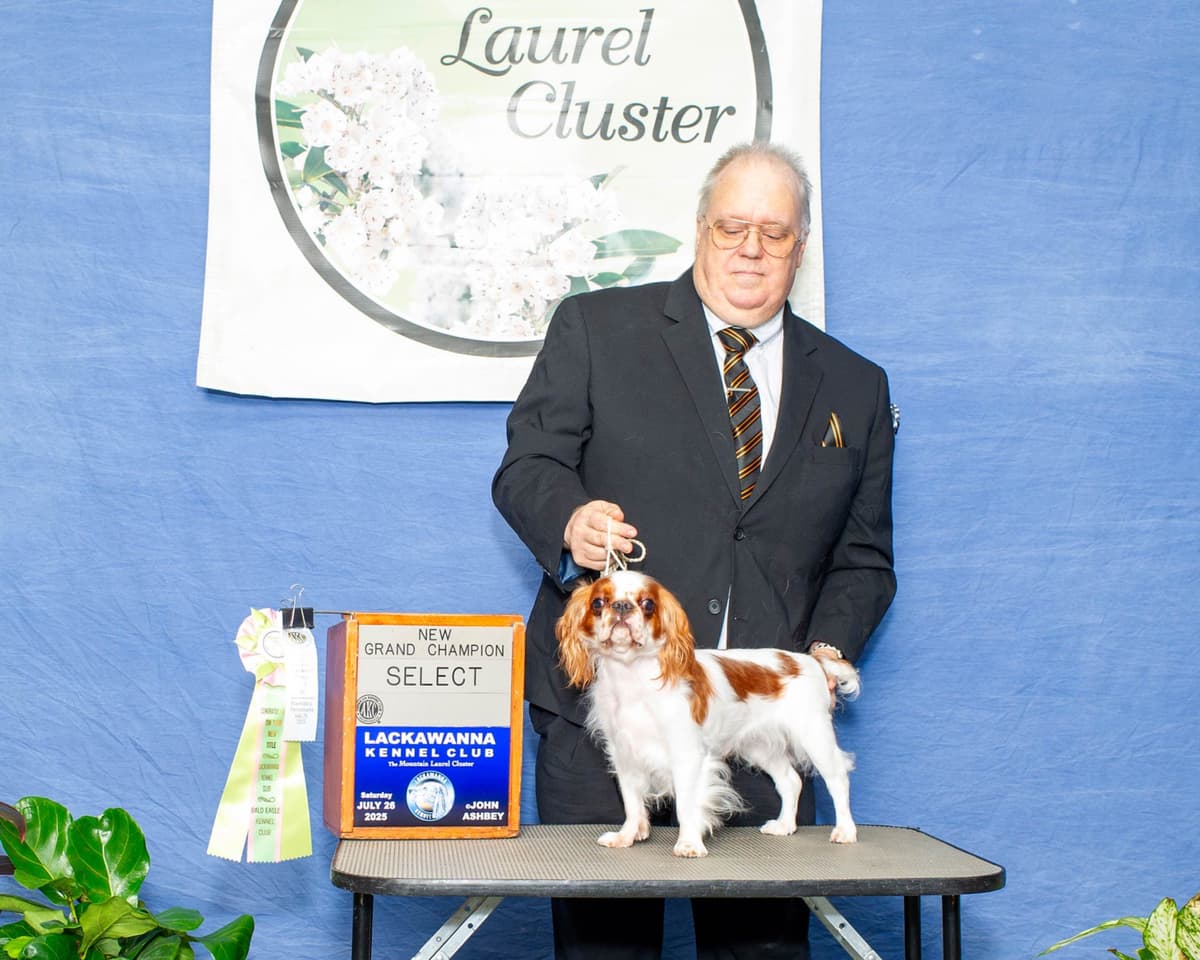 English Toy Spaniel Puppies breeder image 9