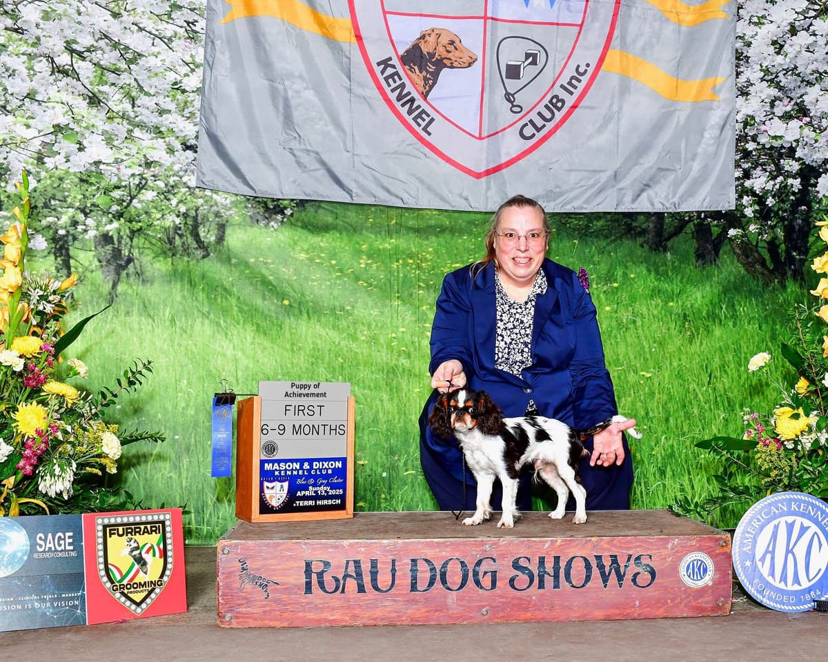 English Toy Spaniel Puppies breeder image 19