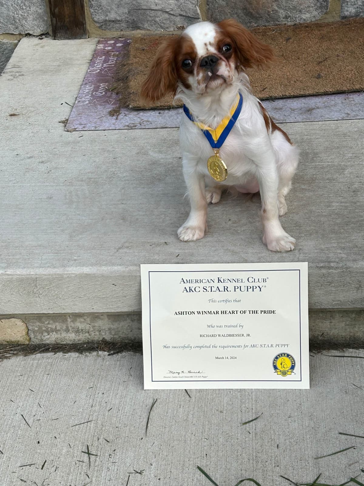 English Toy Spaniel Puppies breeder image 24