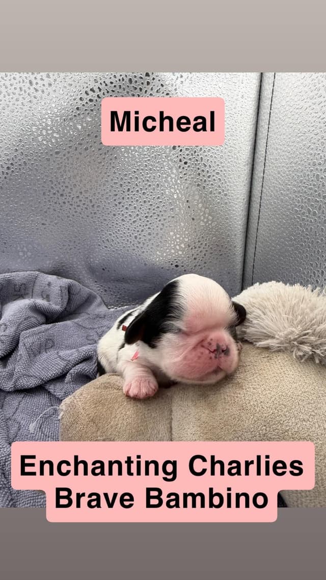English Toy Spaniel Puppies media 2