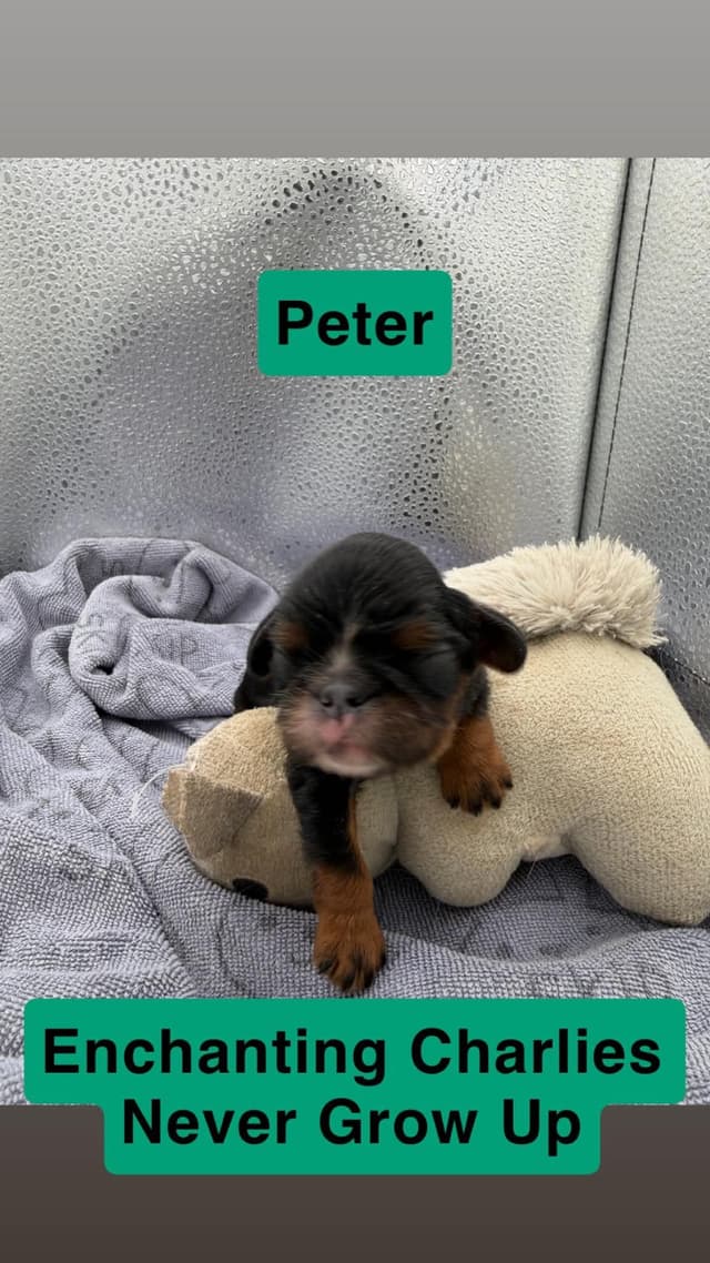 English Toy Spaniel Puppies media 4