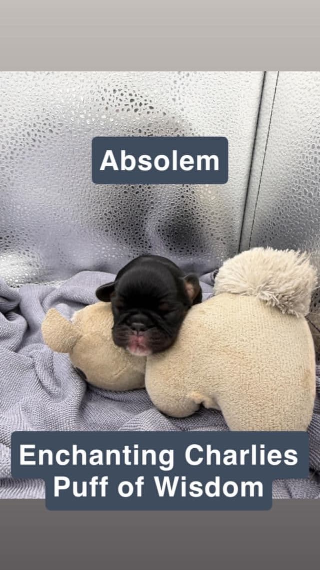 English Toy Spaniel Puppies media 2