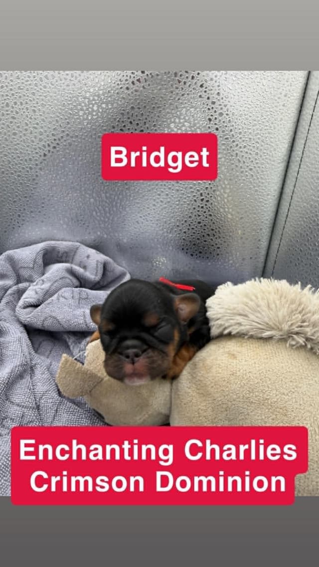 English Toy Spaniel Puppies media 3