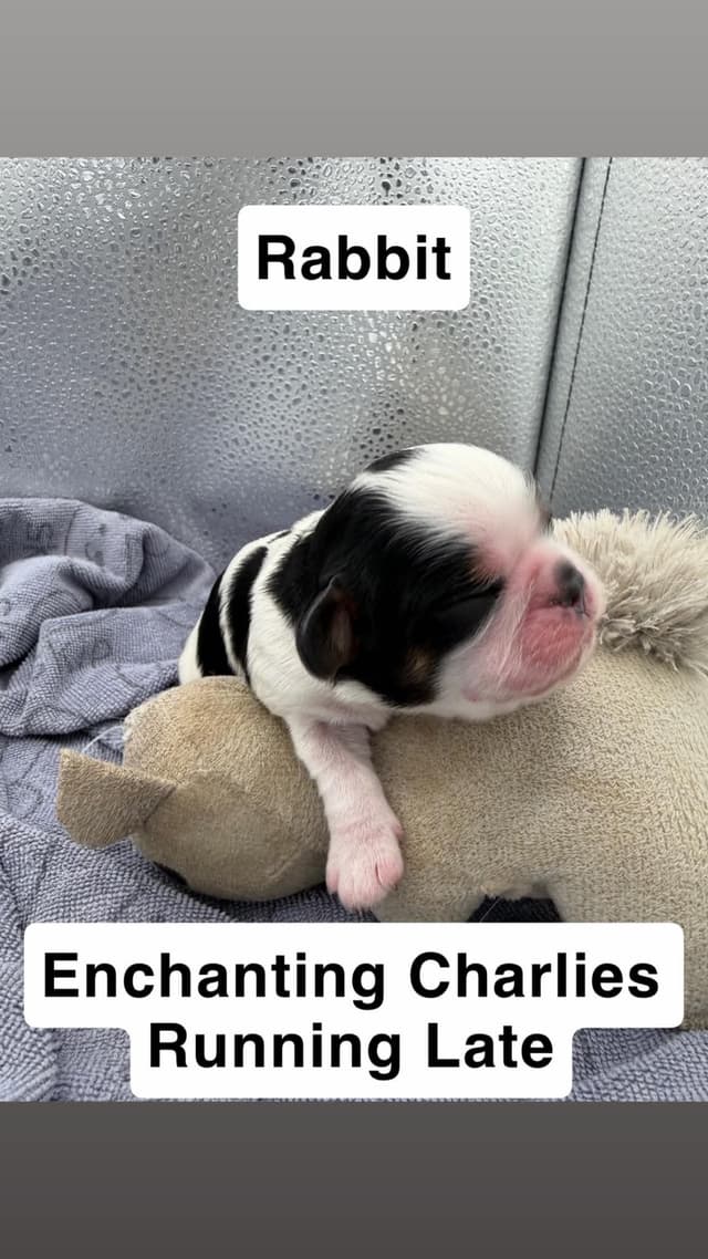 English Toy Spaniel Puppies media 4