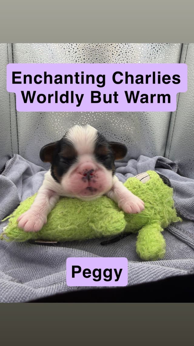 English Toy Spaniel Puppies media 2