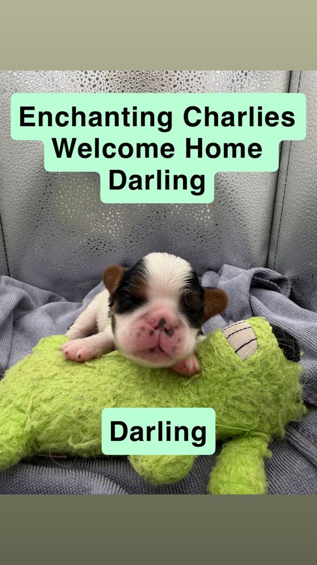 English Toy Spaniel Puppies media 4