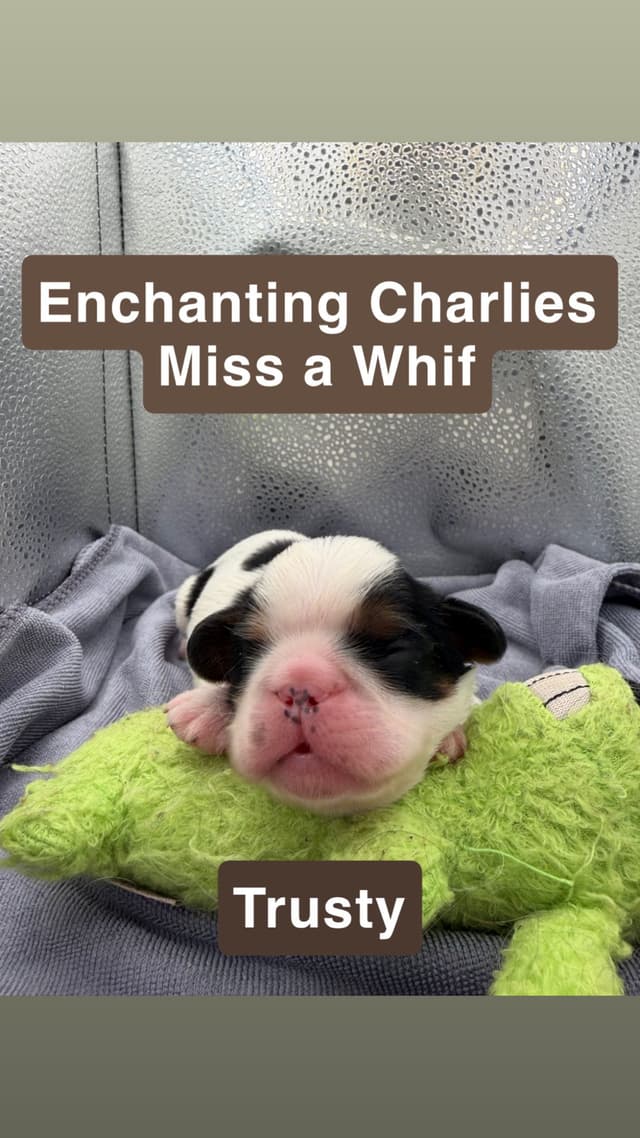 English Toy Spaniel Puppies media 3