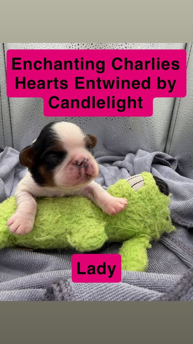English Toy Spaniel Puppies media 5