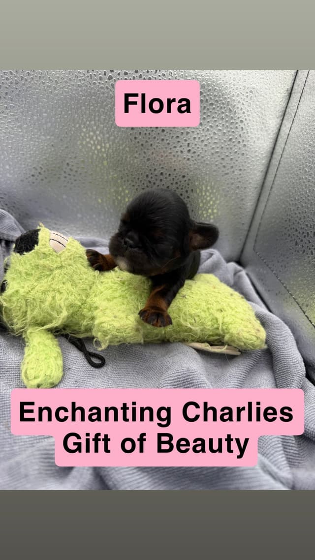 English Toy Spaniel Puppies media 2