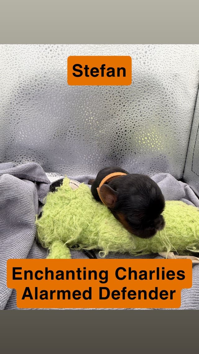 English Toy Spaniel Puppies media 4