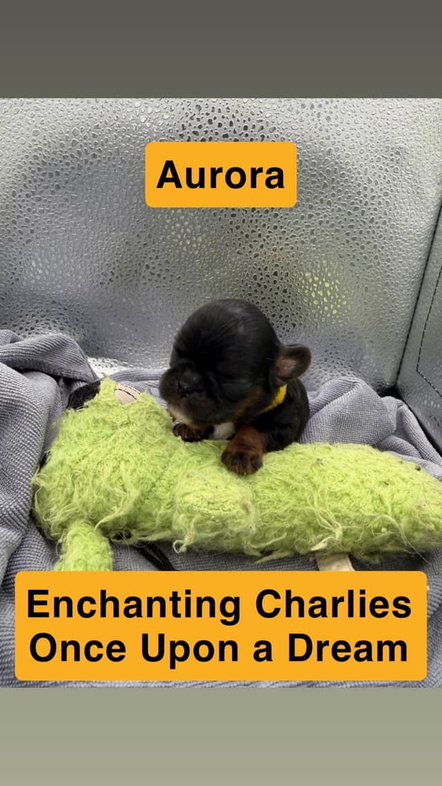 English Toy Spaniel Puppies media 5