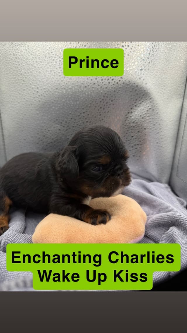 English Toy Spaniel Puppies media 6