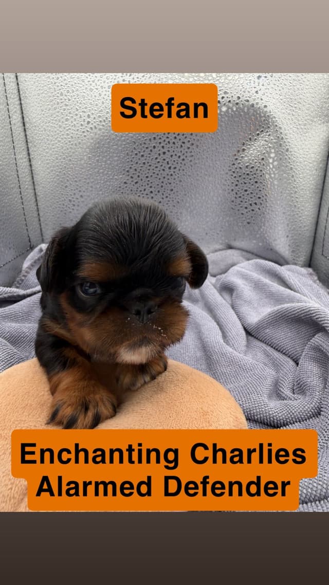 English Toy Spaniel Puppies media 7