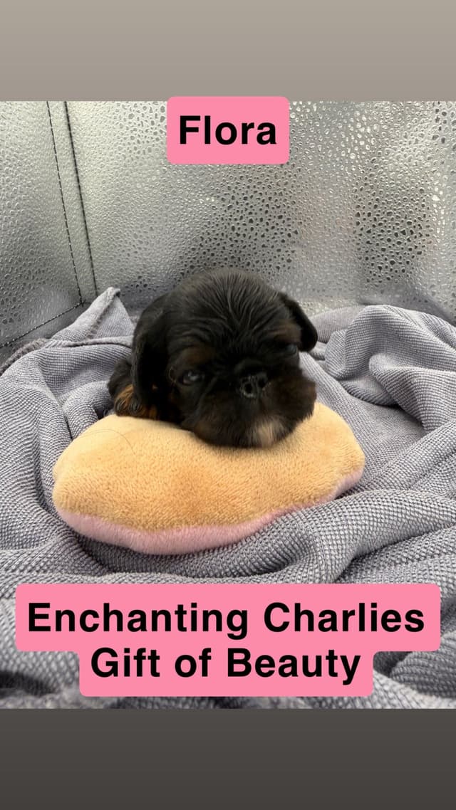 English Toy Spaniel Puppies media 8