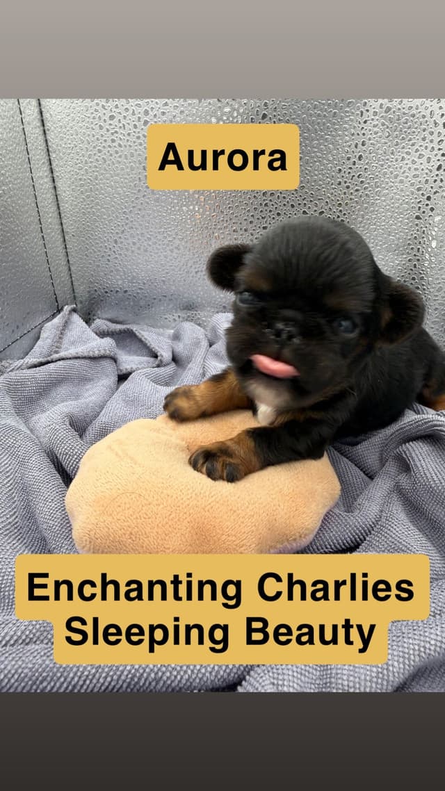 English Toy Spaniel Puppies media 10