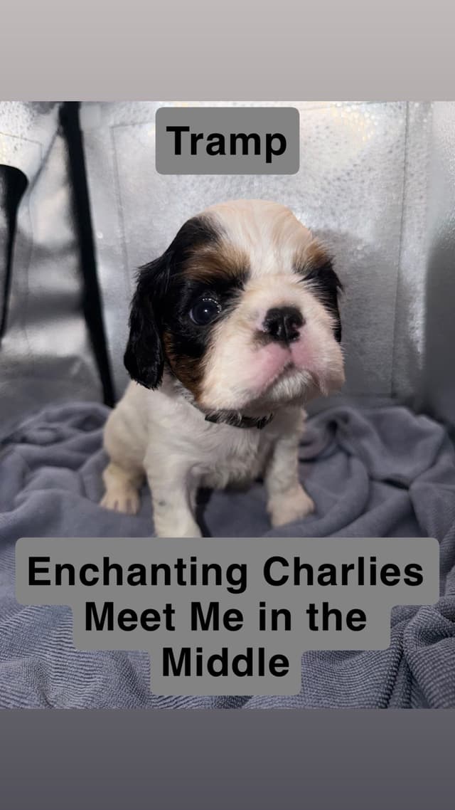 English Toy Spaniel Puppies media 6