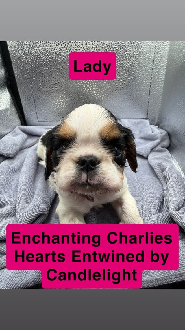 English Toy Spaniel Puppies media 8