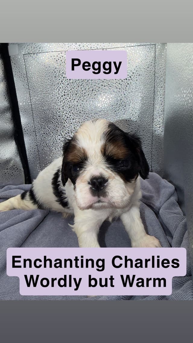 English Toy Spaniel Puppies media 7