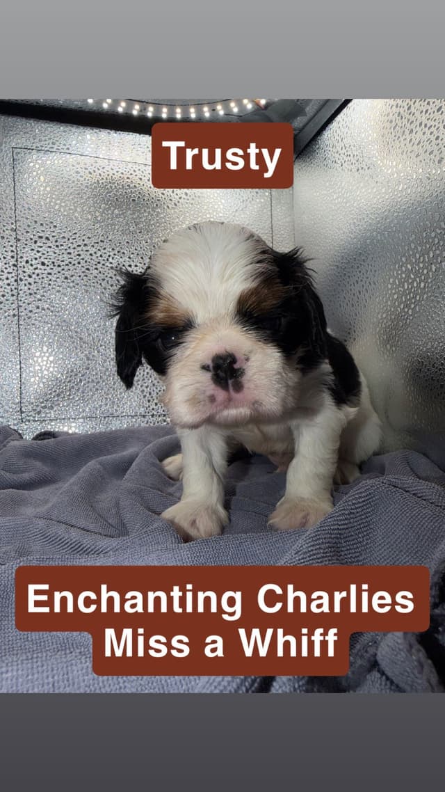 English Toy Spaniel Puppies media 9