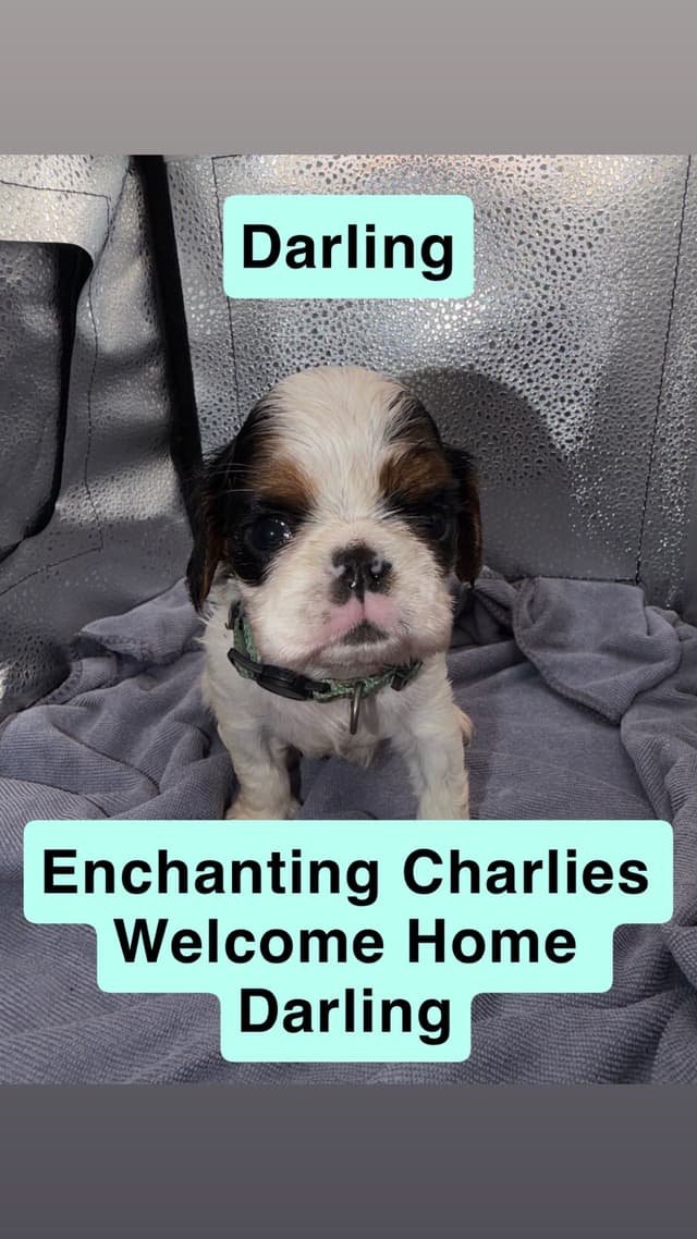 English Toy Spaniel Puppies media 10