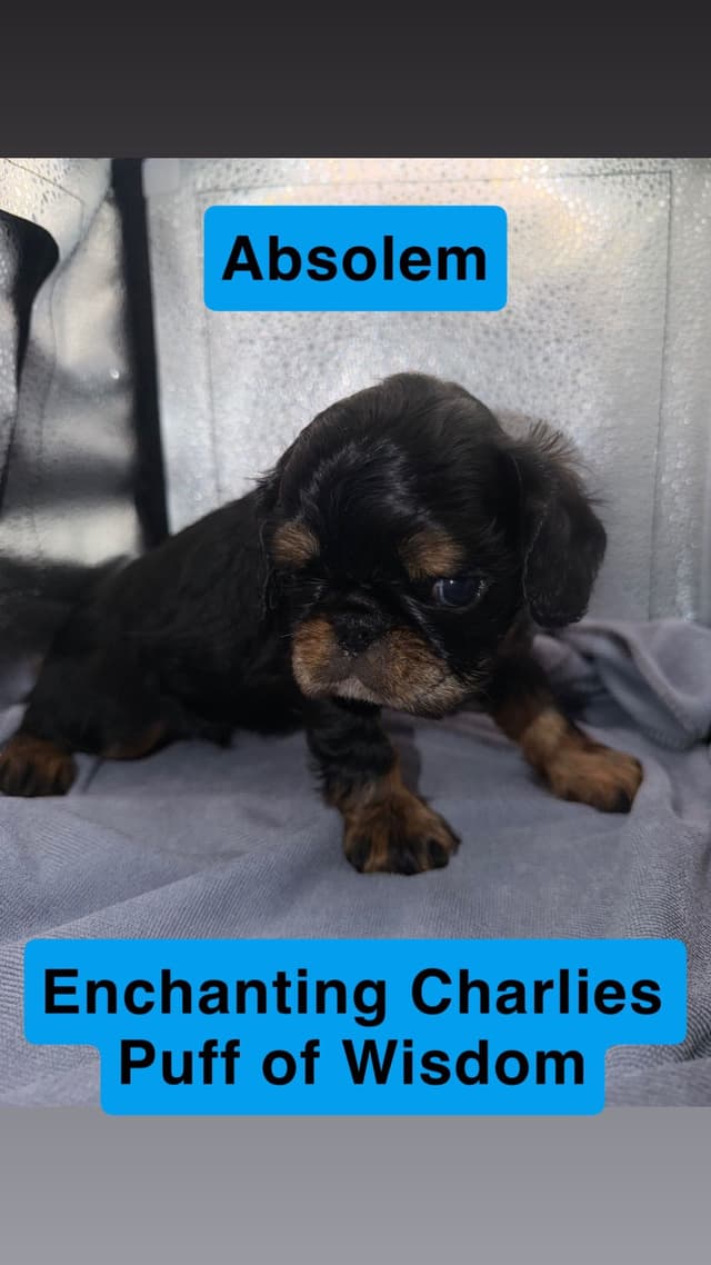 English Toy Spaniel Puppies media 6