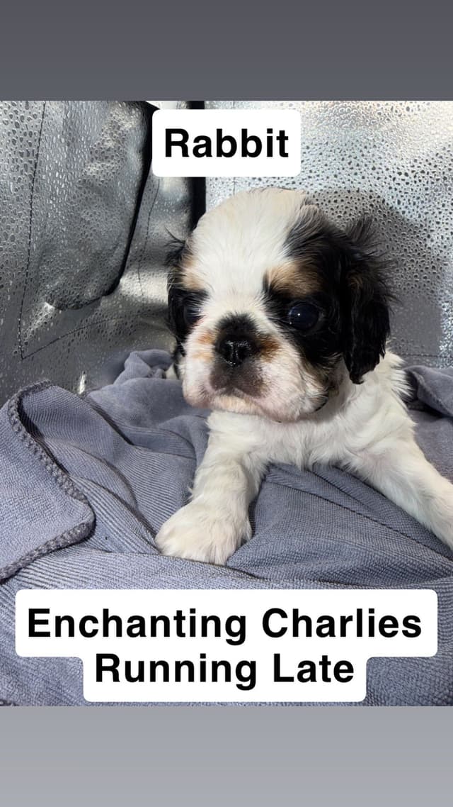 English Toy Spaniel Puppies media 5