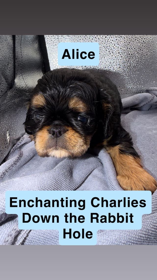 English Toy Spaniel Puppies media 8