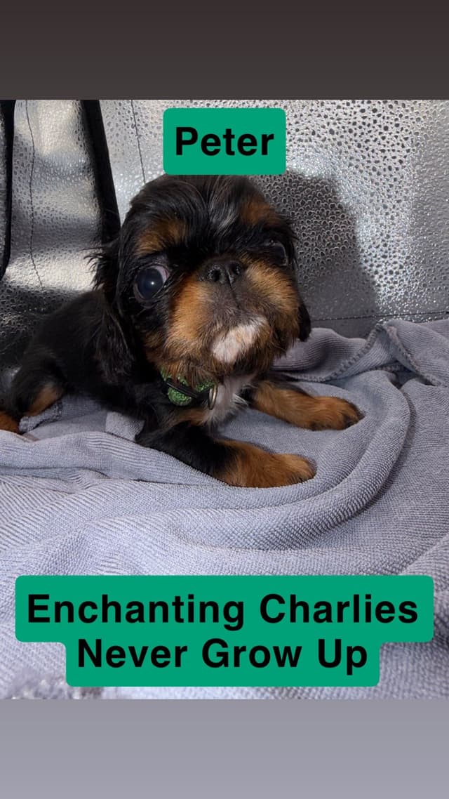 English Toy Spaniel Puppies media 5