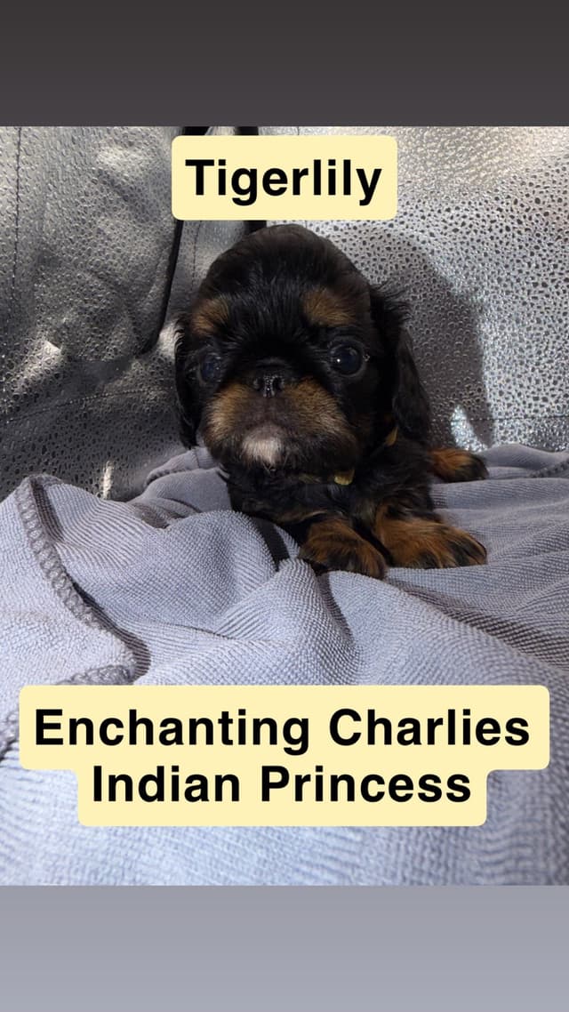 English Toy Spaniel Puppies media 6