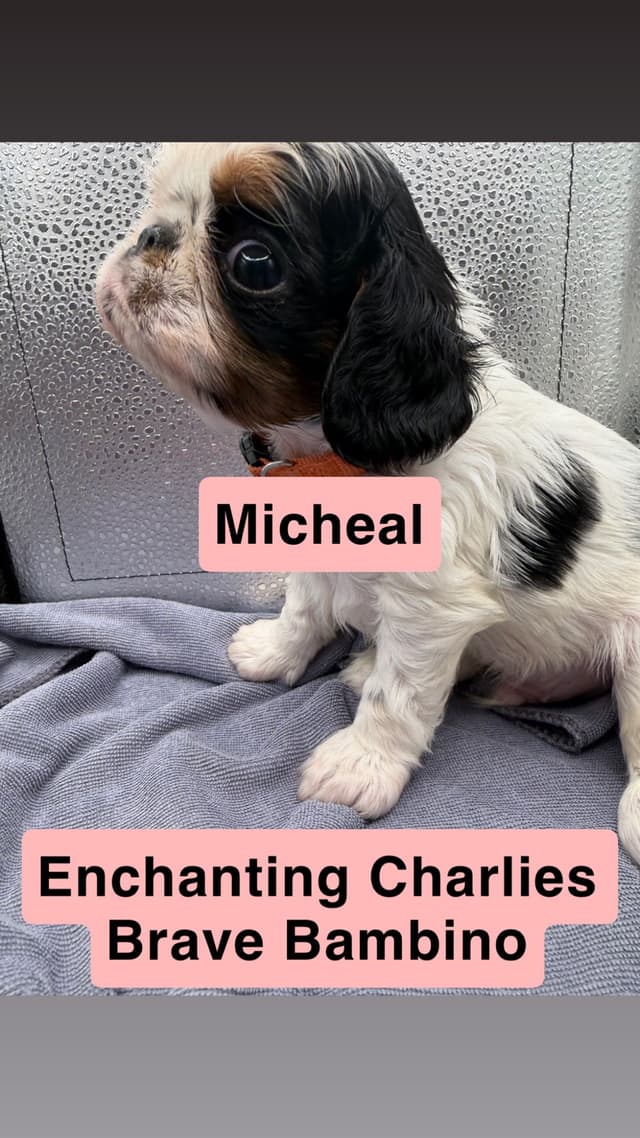 English Toy Spaniel Puppies media 7