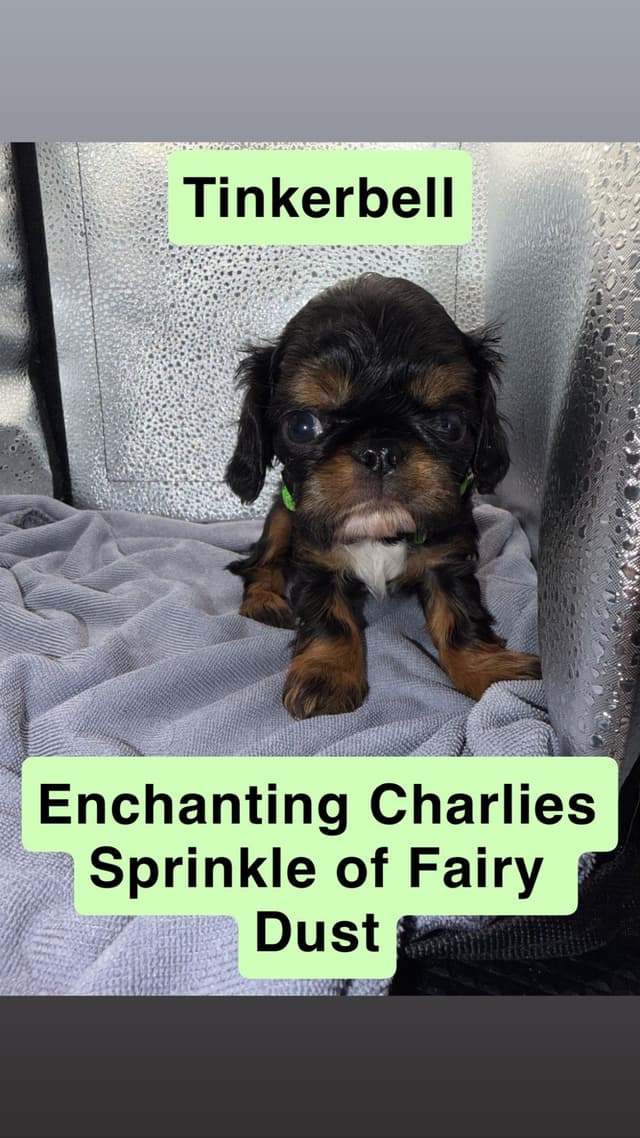 English Toy Spaniel Puppies media 8