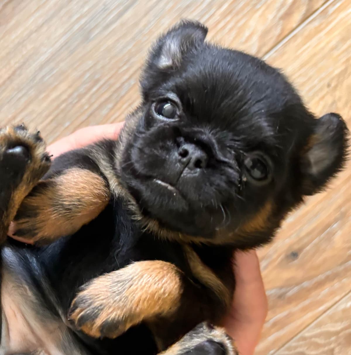 Ready to go!!! breeder image 4