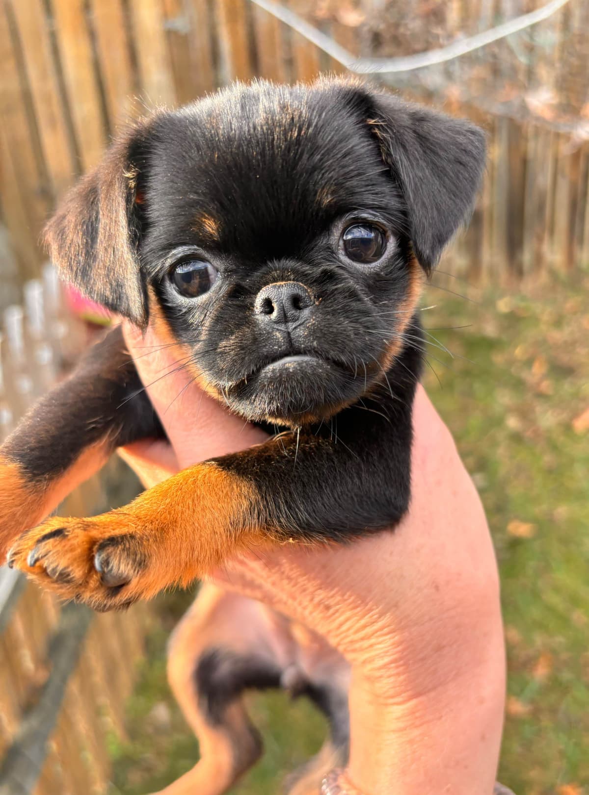 Ready to go!!! breeder image 1