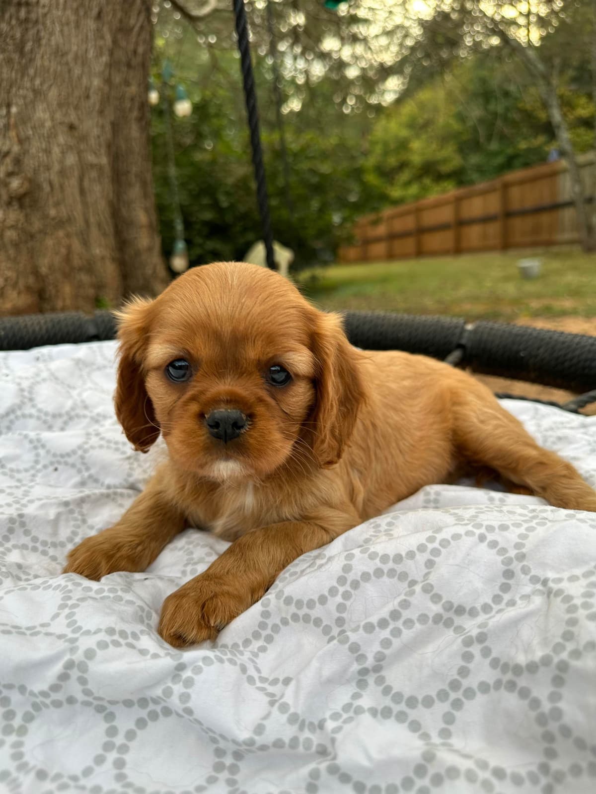 Cavalier King Charles Spaniel Puppies breeder image 24