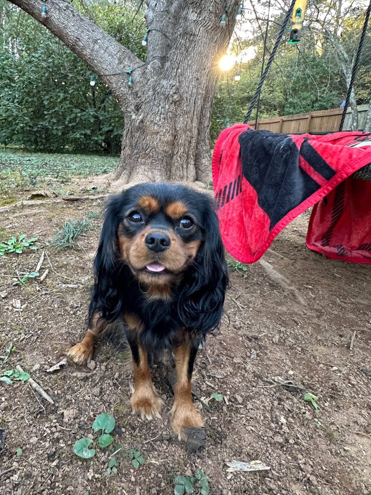 Cavalier King Charles Spaniel Puppies breeder image 2