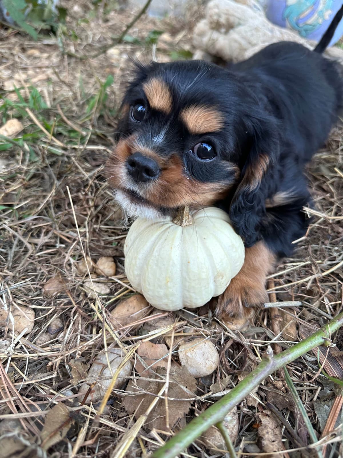 Cavalier King Charles Spaniel Puppies breeder image 6