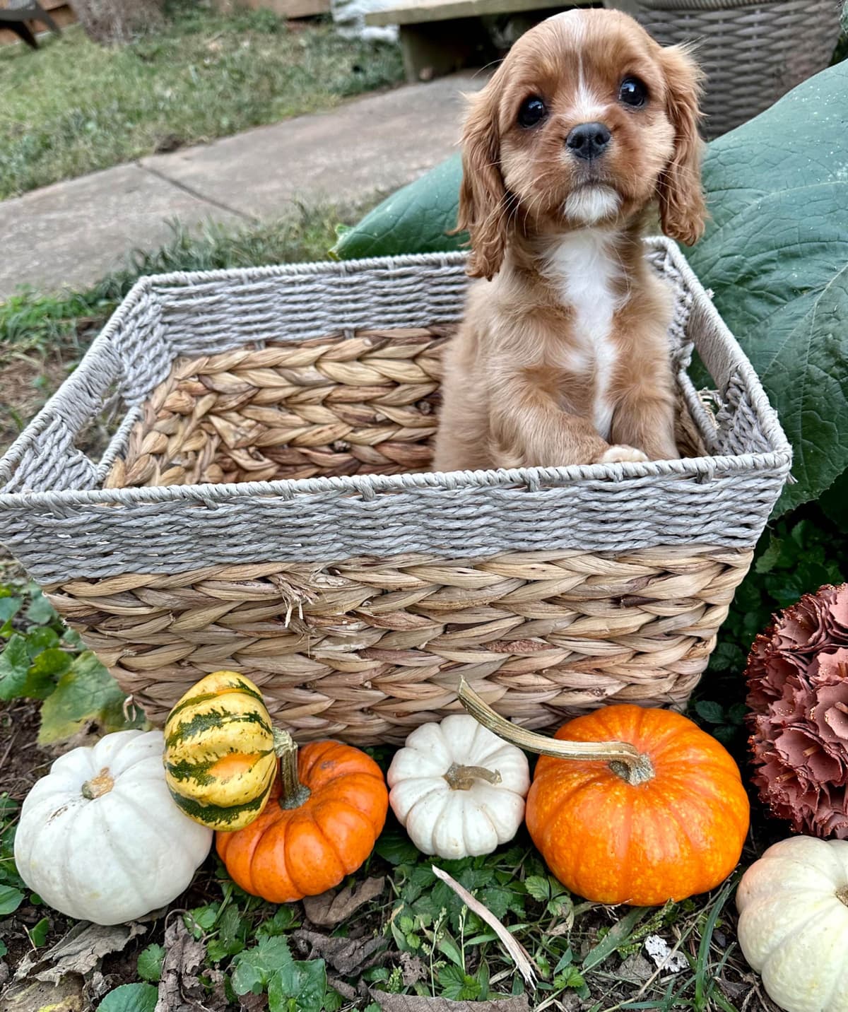 Cavalier King Charles Spaniel Puppies breeder image 25
