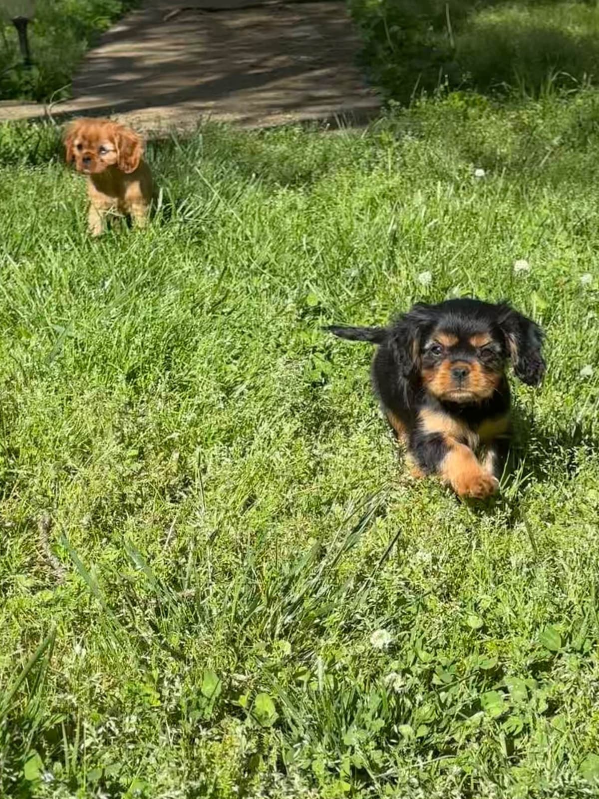 Cavalier King Charles Spaniel Puppies breeder image 4