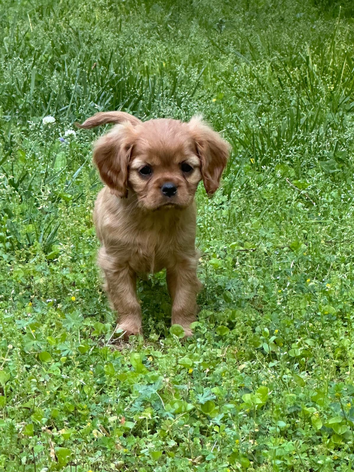 Cavalier King Charles Spaniel Puppies breeder image 5