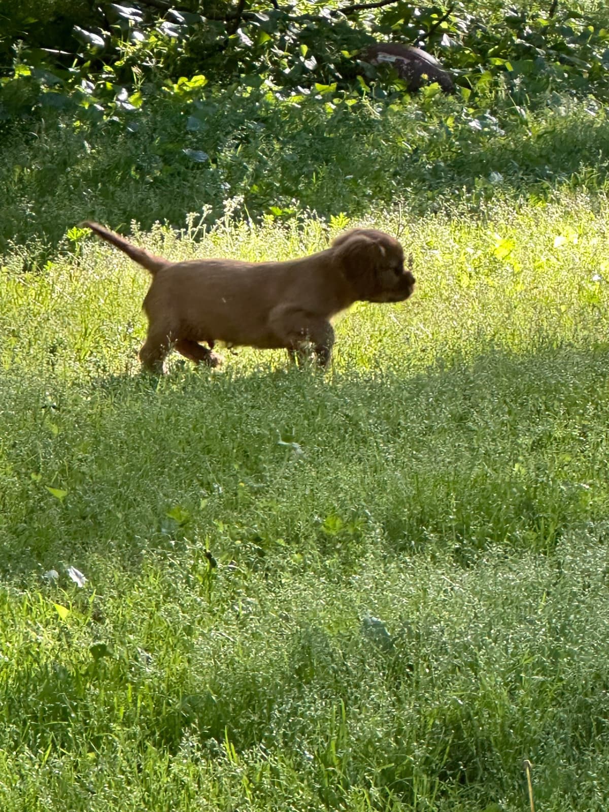 Cavalier King Charles Spaniel Puppies breeder image 7