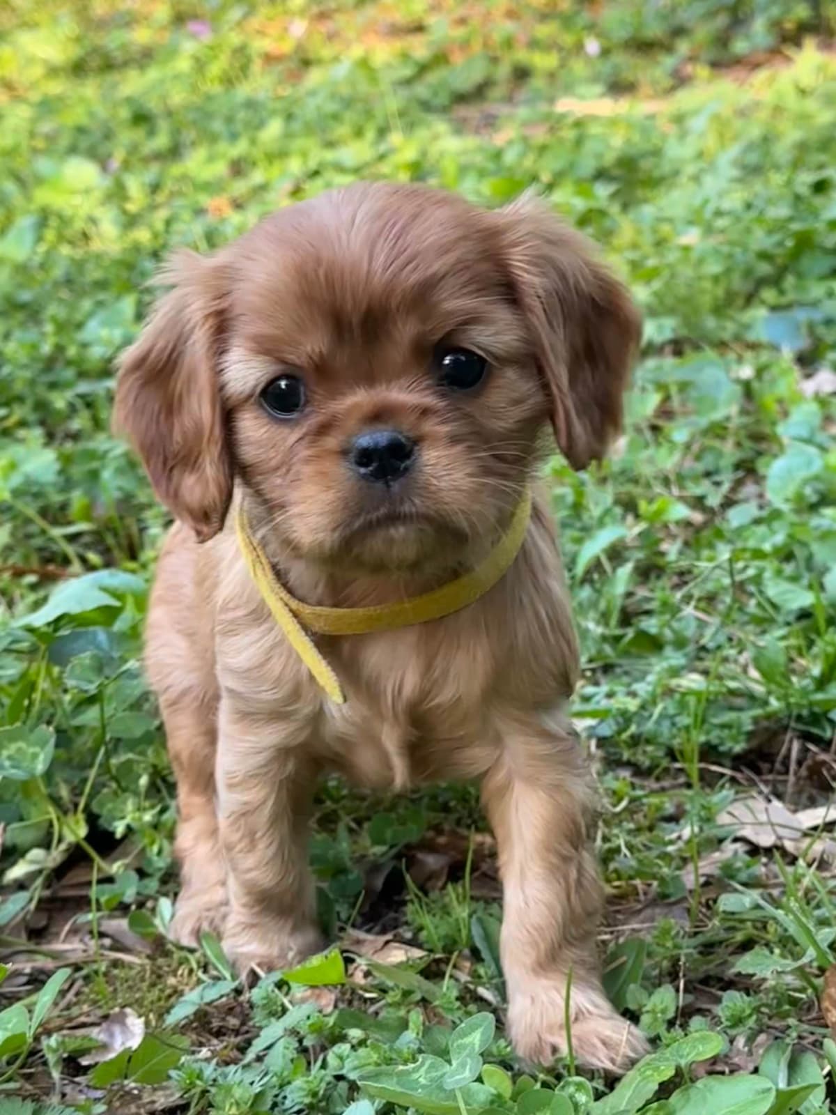 Cavalier King Charles Spaniel Puppies breeder image 8