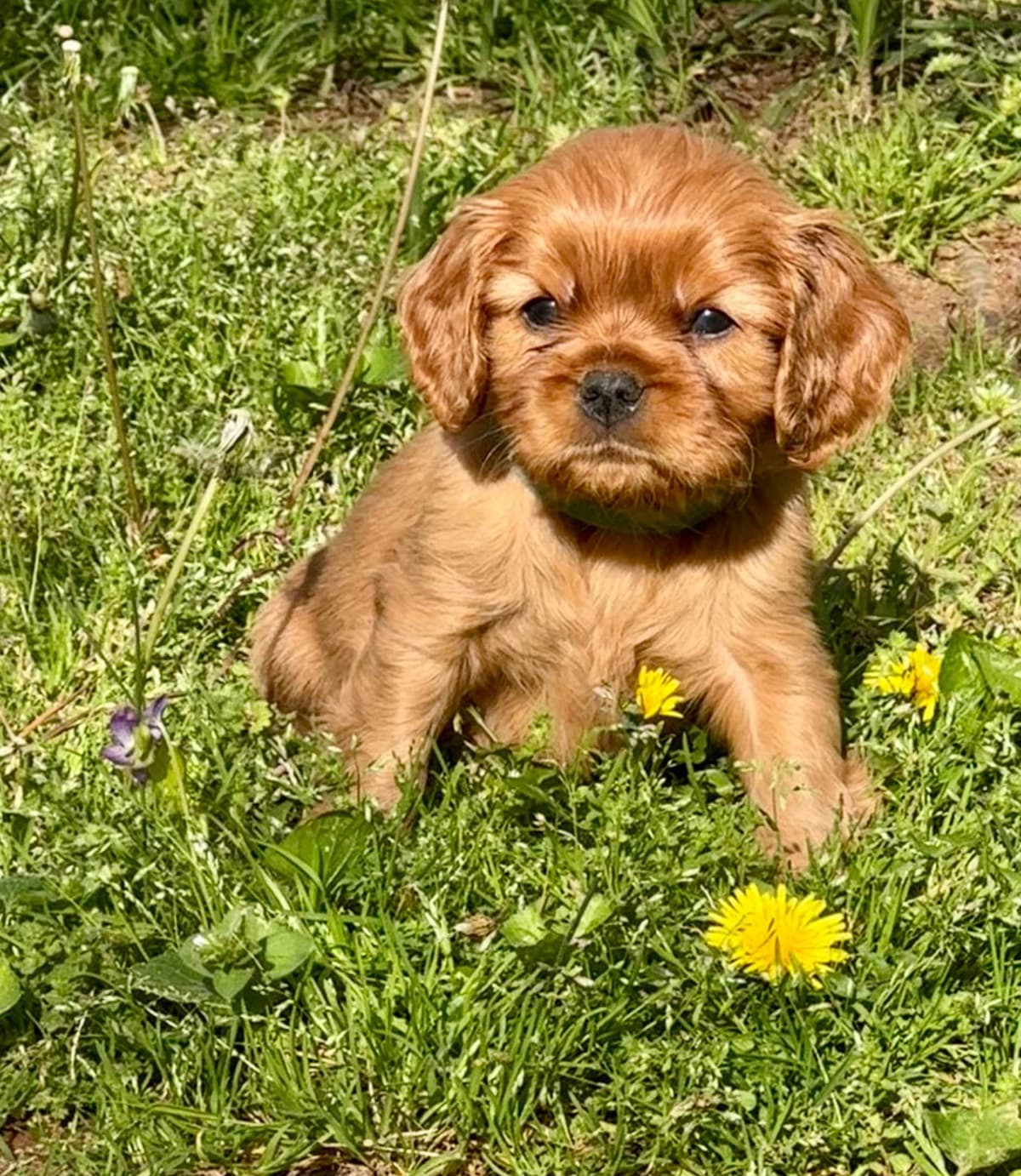 Cavalier King Charles Spaniel Puppies breeder image 10