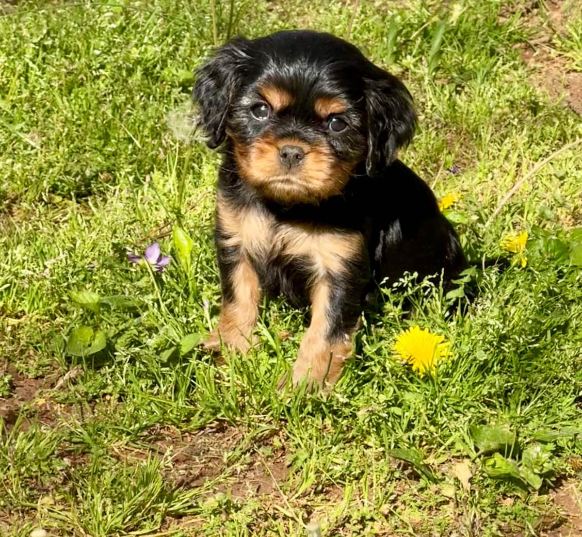 Cavalier King Charles Spaniel Puppies breeder image 9