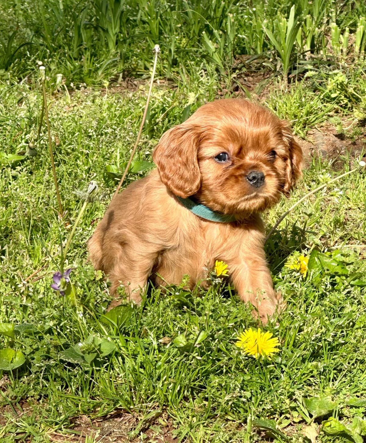 Cavalier King Charles Spaniel Puppies breeder image 12