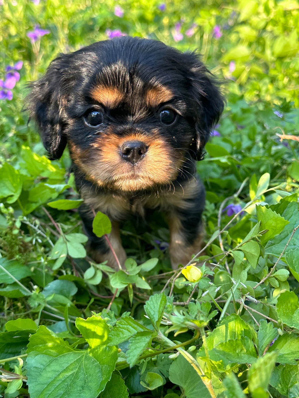 Cavalier King Charles Spaniel Puppies breeder image 11