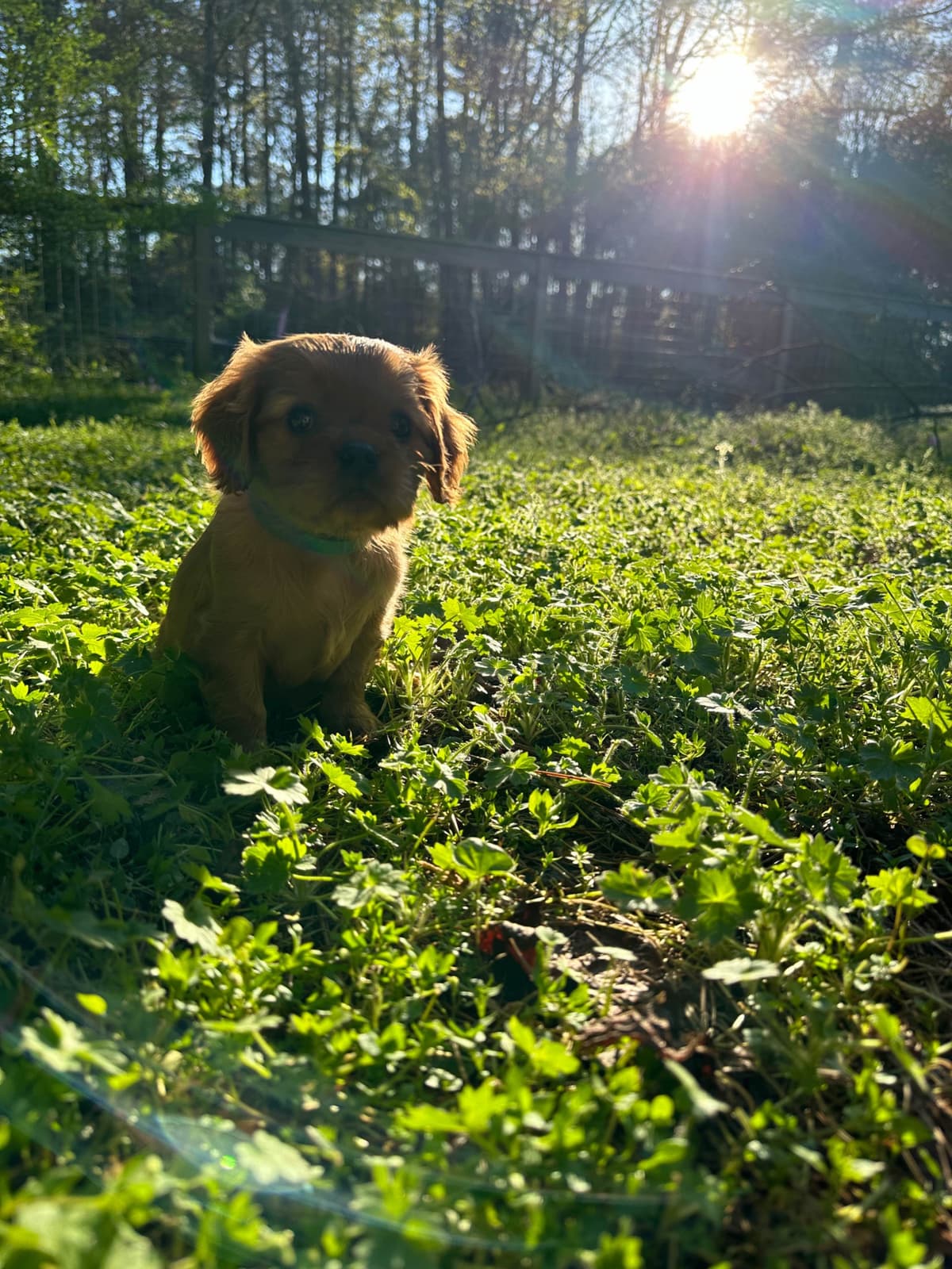 Cavalier King Charles Spaniel Puppies breeder image 16