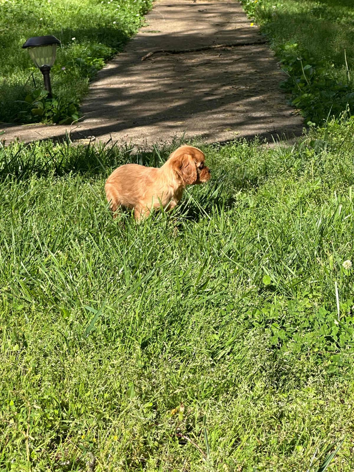 Cavalier King Charles Spaniel Puppies breeder image 15