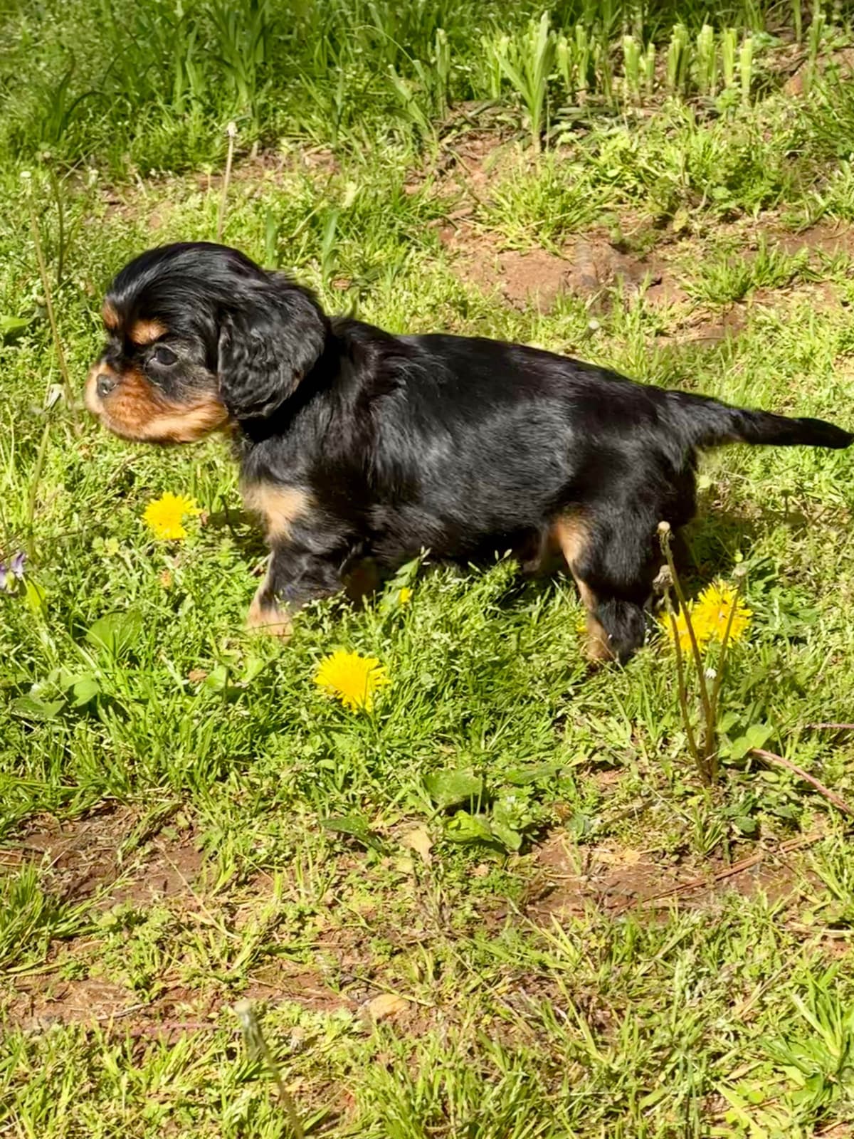 Cavalier King Charles Spaniel Puppies breeder image 17