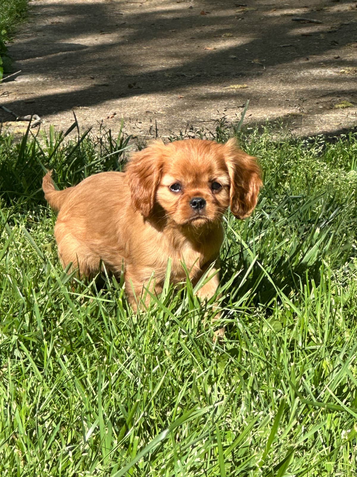 Cavalier King Charles Spaniel Puppies breeder image 20